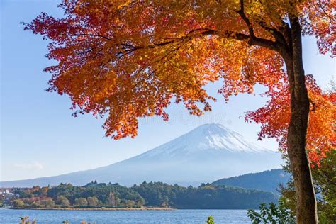 Mount Fuji And Autumn Maple Leaves Stock Photo Image Of Clear