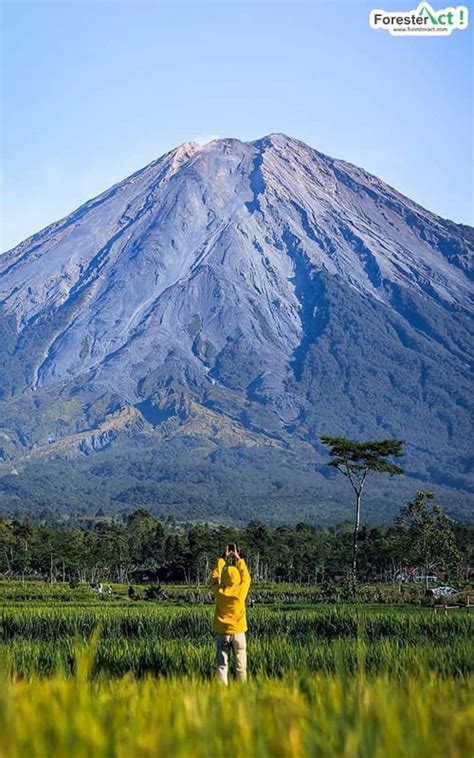 Tanaman ini juga mudah tumbuh di berbagai macam musim. Padang Lavender Mont Ventoux di Oro-Oro Ombo Gunung Semeru