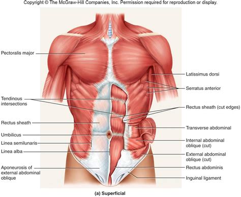 The pectoralis major, or chest muscle, is composed of both an upper and a lower portion, and most guys need to do exercises that emphasize the upper portion in particular. Ch. 10 / 11 Muscle / Tissue - Anatomy & Physiology 1 with ...