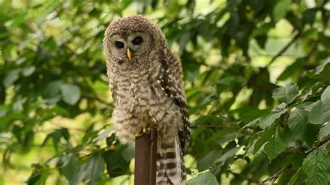 Young Barred Owl Calling Youtube
