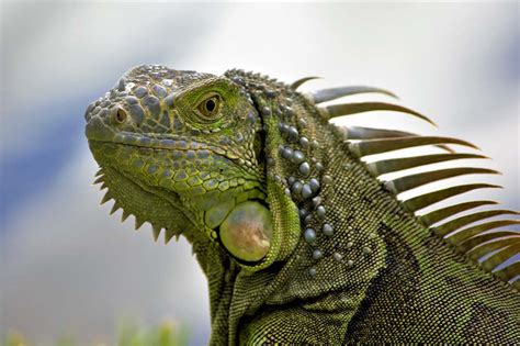 In this post, we will answer these questions and will discuss pros and cons of keeping you won't need to feed your green iguana any insects. Do Green Iguanas Make Good Pets? | Blue Dragon Pets