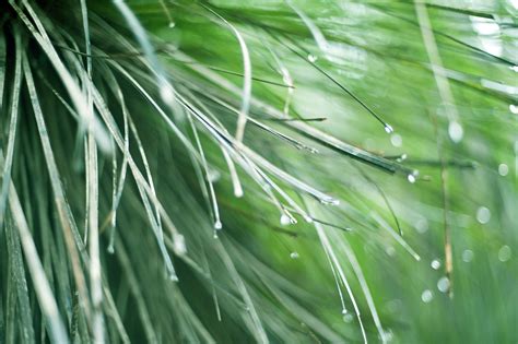 Water Droplets Suspended On Grass 8189 Stockarch Free Stock Photo Archive