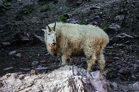 Mountain Goats Glacier National Park Montana Usa Photograph By