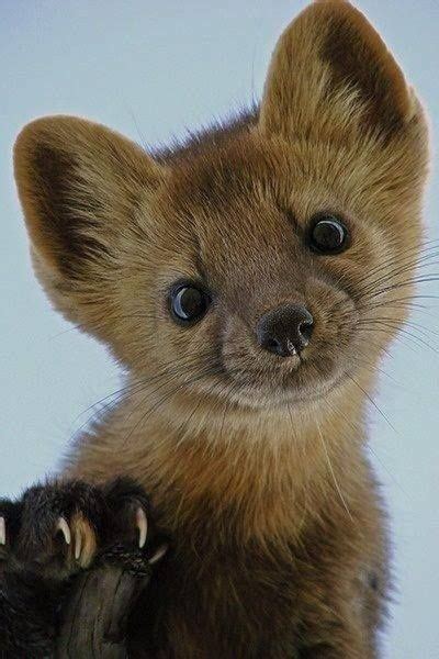 Wild Weasel Cute Stoat Wild Animal Cute Pinterest