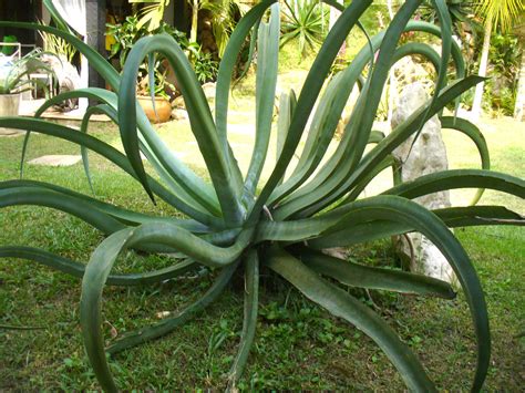 Spineless prickly pear/ opuntia ellisiana. Agave vilmoriniana - Octopus Agave | World of Succulents