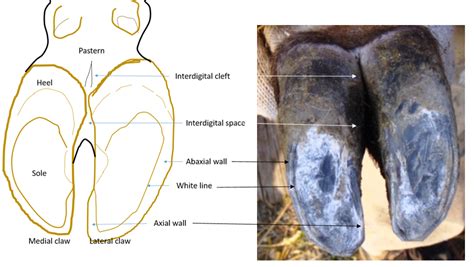 Cow Foot Anatomy
