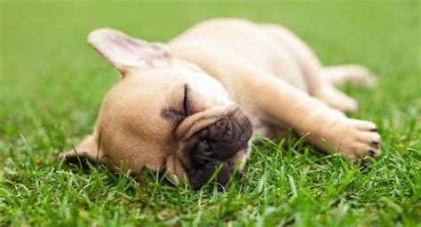 French Bulldog Breed Information Center The Complete Frenchie Guide