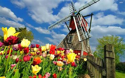 Tulips Windmill Desktop Backgrounds Windmills Tulip Amsterdam