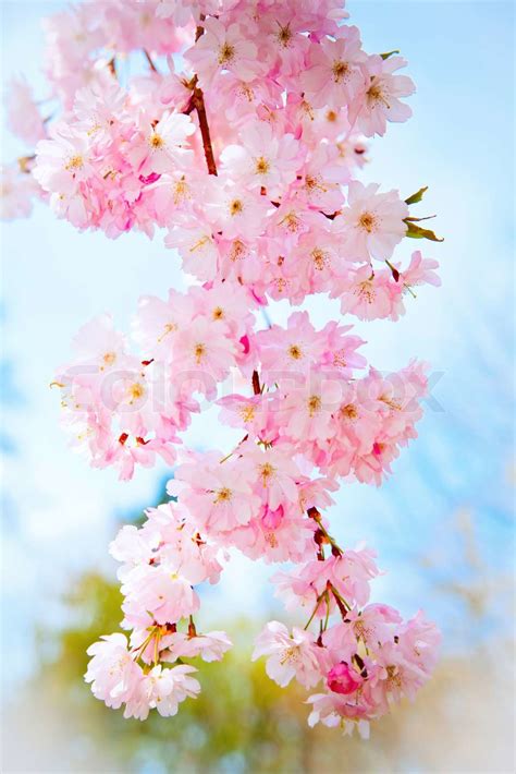 Sakura Flowers Blooming Stock Image Colourbox