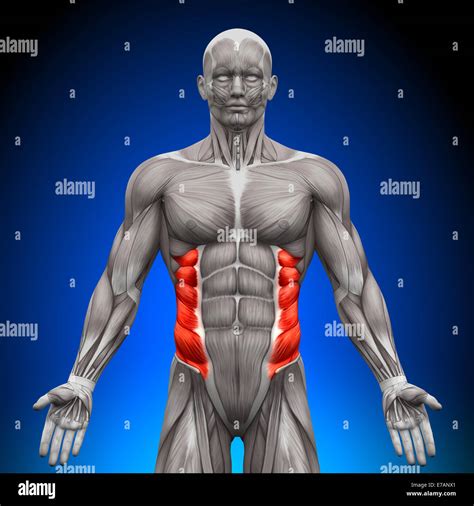 External Oblique Anatomy Muscles Stock Photo Alamy