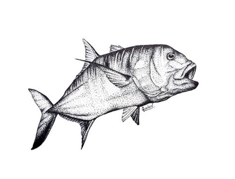 Common Snook Coloring Pages