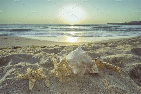 Starfish And Shells On The Beach Nature Photos Creative Market