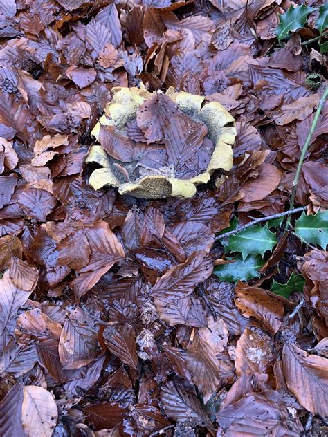 Flower Like Fungus Seen In Epping Forest London Is This