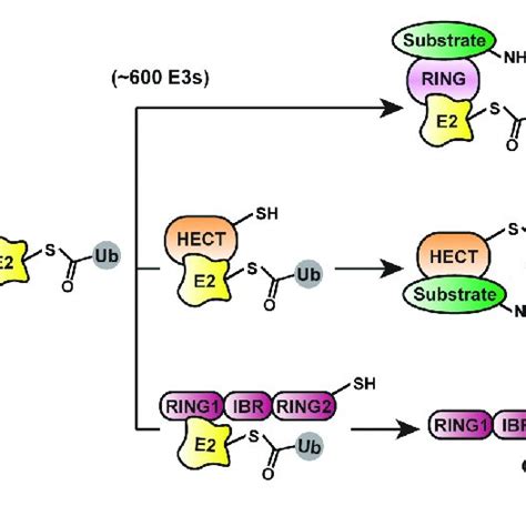 Mechanisms Of Ubiquitin Chain Assembly A The Sequential Addition