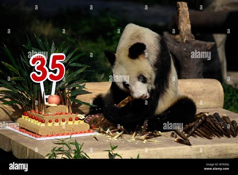 Female Giant Panda Xinxing Eats Bamboo Shoots During Her 35th Birthday