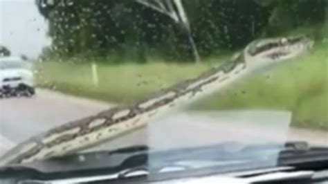 Couples Heart Stopping Moment As Snake Hitches Ride On Windscreen