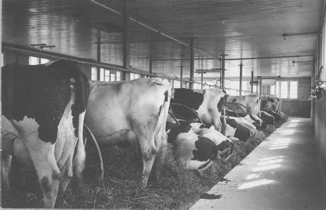 Dairy Barn Interior