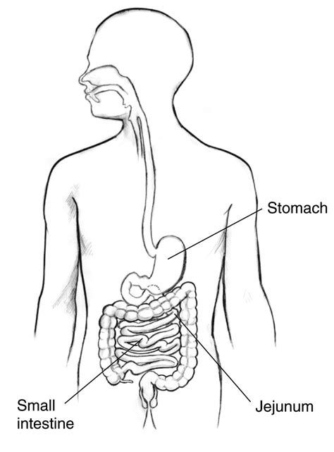 Digestive Tract With The Stomach Small Intestine And Jejunum Labeled