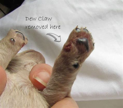 If her claws are overgrown, she'll encounter pain and difficulty claw problems in senior cats 1 potential claw problems. Growing Puppies - Virginia Schnoodle Breeder ...