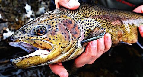 Spring 2015s Top Fly Fishing Photos Of Instagram Pics