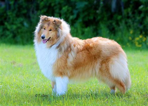 Rough Collie Puppies For Sale In The Uk