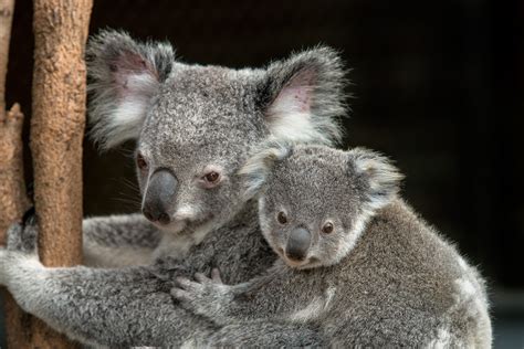 Queensland Koala Mother And Joey San Diego Zoo Wildlife Alliance Flickr