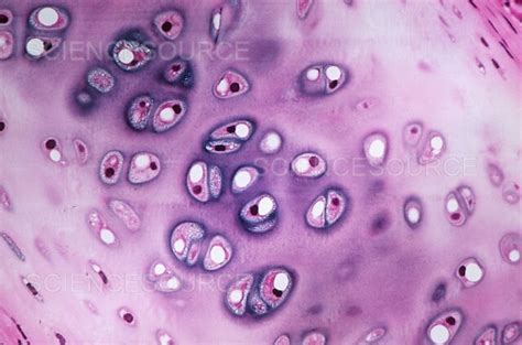 Hyaline Cartilage Lm Stock Image Science Source Images