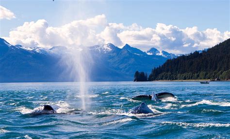 Exclusive Whale Watching Cruise Tour In Juneau Alaska