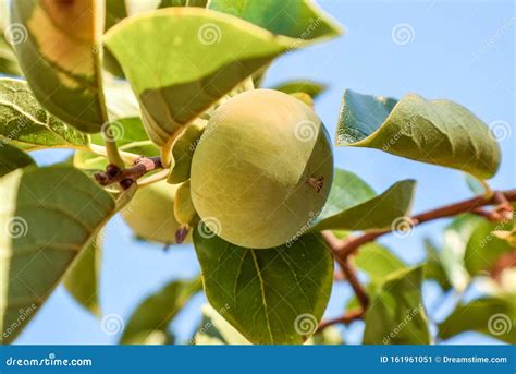 Young Green Fruit Growing On A Tree Stock Image Image Of Macro