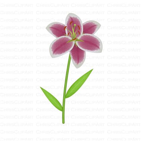 Lily Svg Clipart Lily Stargazer Lily Lily Png Lilies Svg Etsy