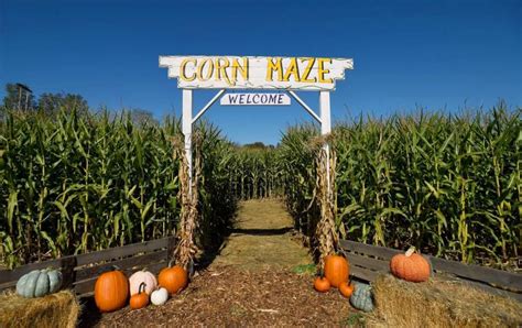 3 A Maze Ing Virginia Corn Mazes To Visit This Fall Corn Maze