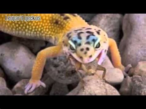 Top 5 reptiles for beginners - YouTube