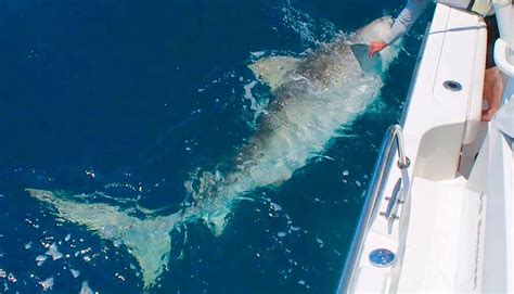 Record Breaking Tiger Shark Caught Off The Coast Of Florida