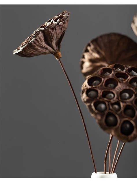 Dried Lotus Pods On Stemnatural Dried Lotus Etsy Lotus Pods Dried Flowers Pods