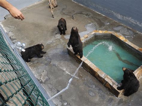 Nc Bears Housed In Concrete Enclosure Get Grass In Texas