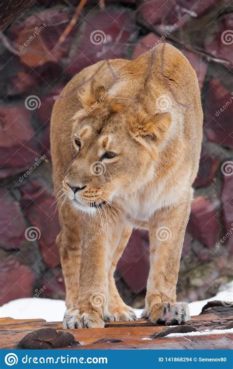 A Lioness Is A Large Predatory Cat Sitting On The Snow And Looking