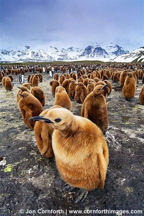 King Penguins Photos And Prints Cornforth Images