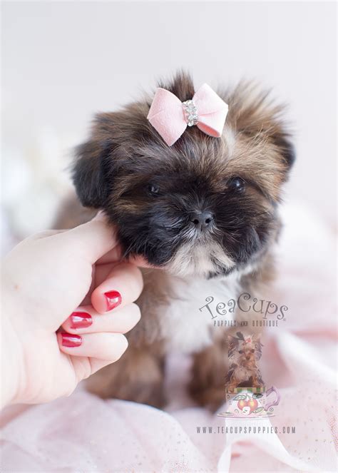 They were born august fourteen. Shih Tzu Puppy For Sale at TeaCups Puppies South Florida ...