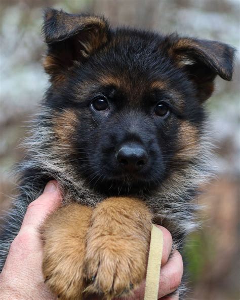 7 German Shepherd Teacup Usbleumoonproductions