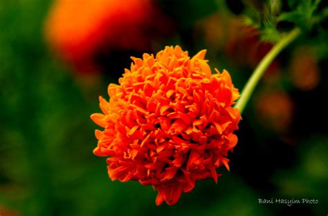 Anyway, look at the colours! Lantana Camara | Pokok Bunga Tahi Ayam (Lantana Camara ...