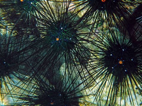 Real Monstrosities Black Long Spined Sea Urchin