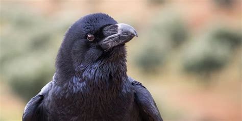 Is It True That Crows Will Seek Out Vengeance Against A Human Being Who