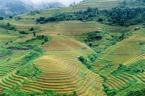 Terraços Do Arroz Nas Filipinas Cultivo Do Arroz No Norte Foto De Stock