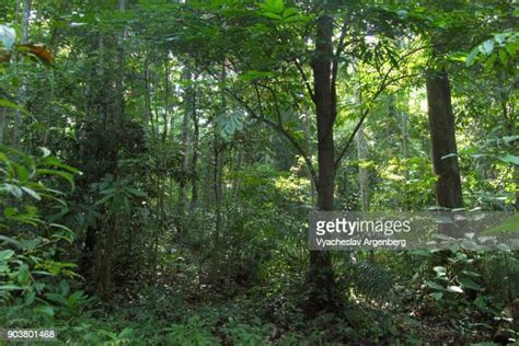 Tropical Evergreen Forests Of India Photos And Premium High Res