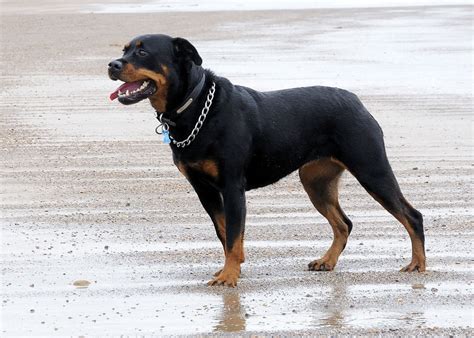They are strong, agile dogs with self confidence and intellectual tact. Rottweiler kutya