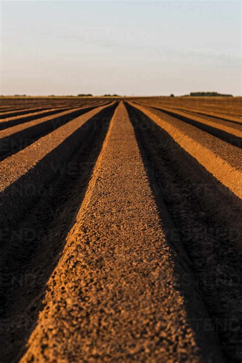 Arable Agricultural Land At Sunset Stock Photo