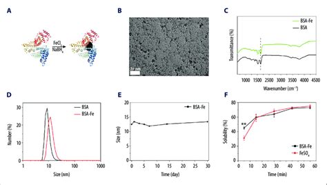 Synthesis And Characterizations Of BSA Fe Nanoparticles A Schematic