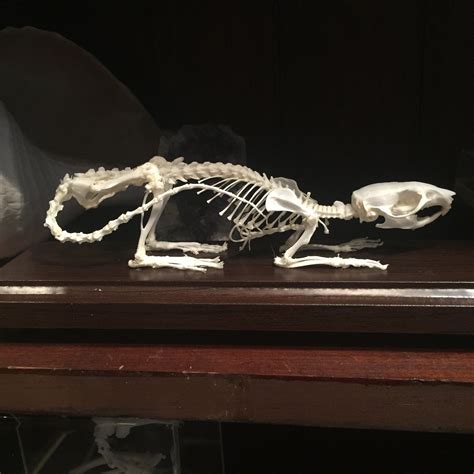 Articulated Rat Skeleton Curious Nature