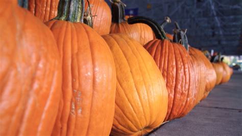 What To Do With Your Pumpkins After Halloween