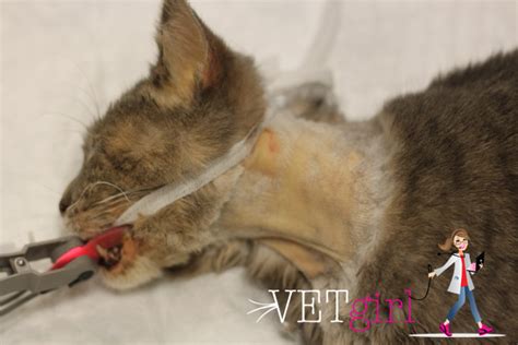 What should i do if my cat is dehydrated? How to place an esophagostomy tube | VetGirl Veterinary CE ...